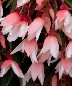 Roots Plants Begonia Starshine 'Appleblossom' Jumbo Plug Plants