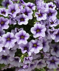 Roots Plants Calibrachoa Can-Can 'Blueberry Punch' Jumbo Plug Plants Calibrachoas