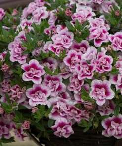 Roots Plants Calibrachoa Can-Can 'Double Pinktastic' Jumbo Plug Plants
