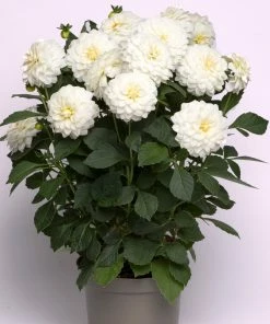 Roots Plants 12 Long Flowering Annuals For Pots | The Endless Summer Collection | Argyranthemum, Calibrachoa & Petunias All Annual Bedding 15 Roots Plants 12 Long Flowering Annuals For Pots | The Endless Summer Collection | Argyranthemum, Calibrachoa & Petunias All Annual Bedding