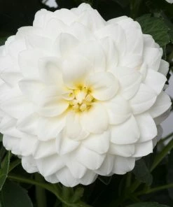 Roots Plants 12 Long Flowering Annuals For Pots | The Endless Summer Collection | Argyranthemum, Calibrachoa & Petunias All Annual Bedding 14 Roots Plants 12 Long Flowering Annuals For Pots | The Endless Summer Collection | Argyranthemum, Calibrachoa & Petunias All Annual Bedding