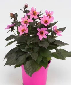 Roots Plants Dahlia 'Happy Days Pink' Jumbo Plug Plants 11 Roots Plants Dahlia 'Happy Days Pink' Jumbo Plug Plants