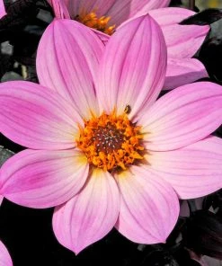 Roots Plants Dahlia 'Happy Days Pink' Jumbo Plug Plants 9 Roots Plants Dahlia 'Happy Days Pink' Jumbo Plug Plants