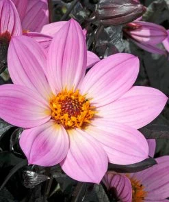 Roots Plants Dahlia 'Happy Days Pink' Jumbo Plug Plants