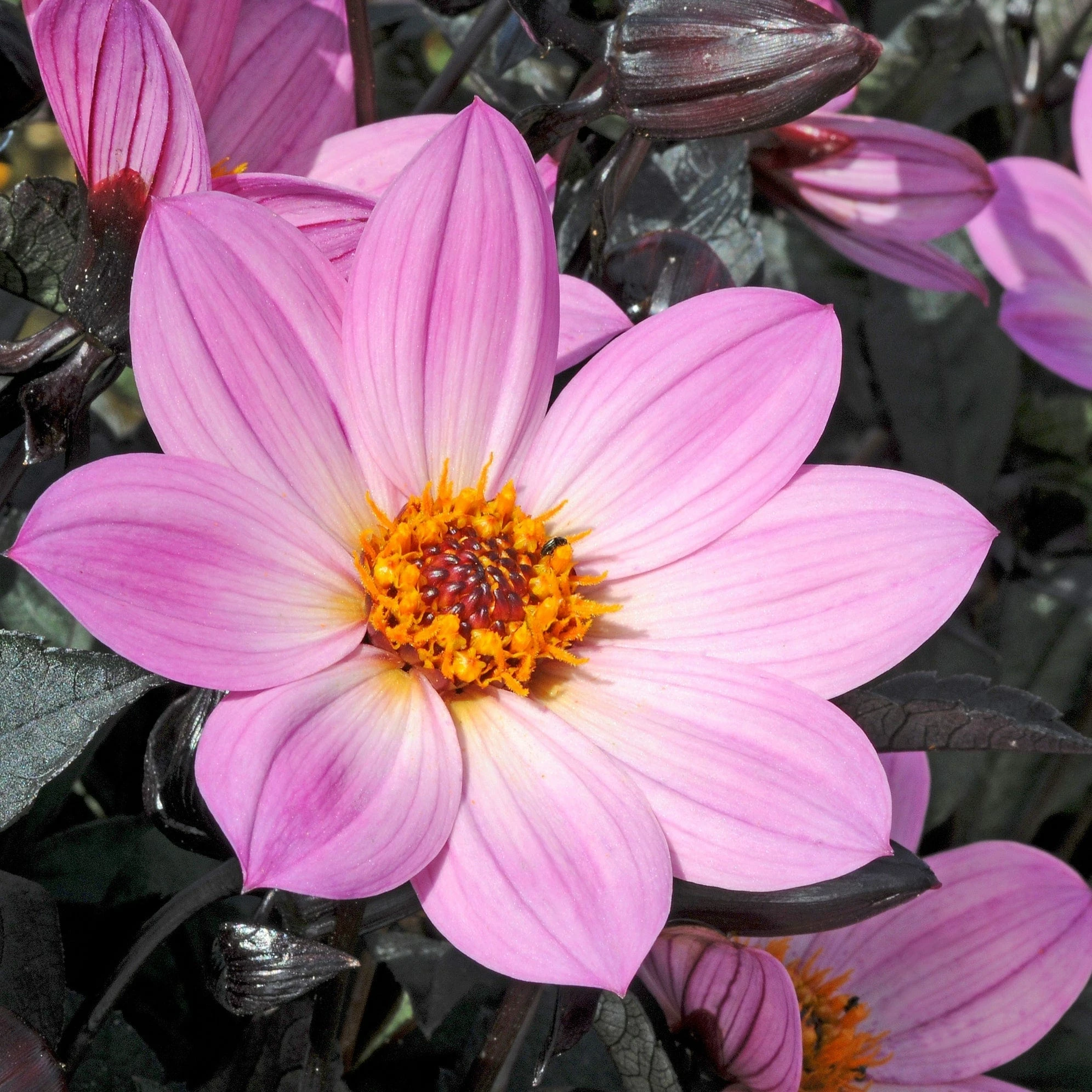 Roots Plants Dahlia 'Happy Days Pink' Jumbo Plug Plants 4 Roots Plants Dahlia 'Happy Days Pink' Jumbo Plug Plants