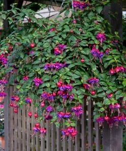 Roots Plants Fuchsias Trailing Fuchsia 'Dark Eyes' Jumbo Plug Plants