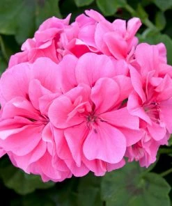Roots Plants 12 Best Annuals For Potted Plants | Pink And Purple Shades | Jumbo Plug Plants Begonias