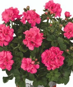 Roots Plants Geraniums & Pelargoniums Geranium Sunflair 'Linda Pink' Jumbo Plug Plants