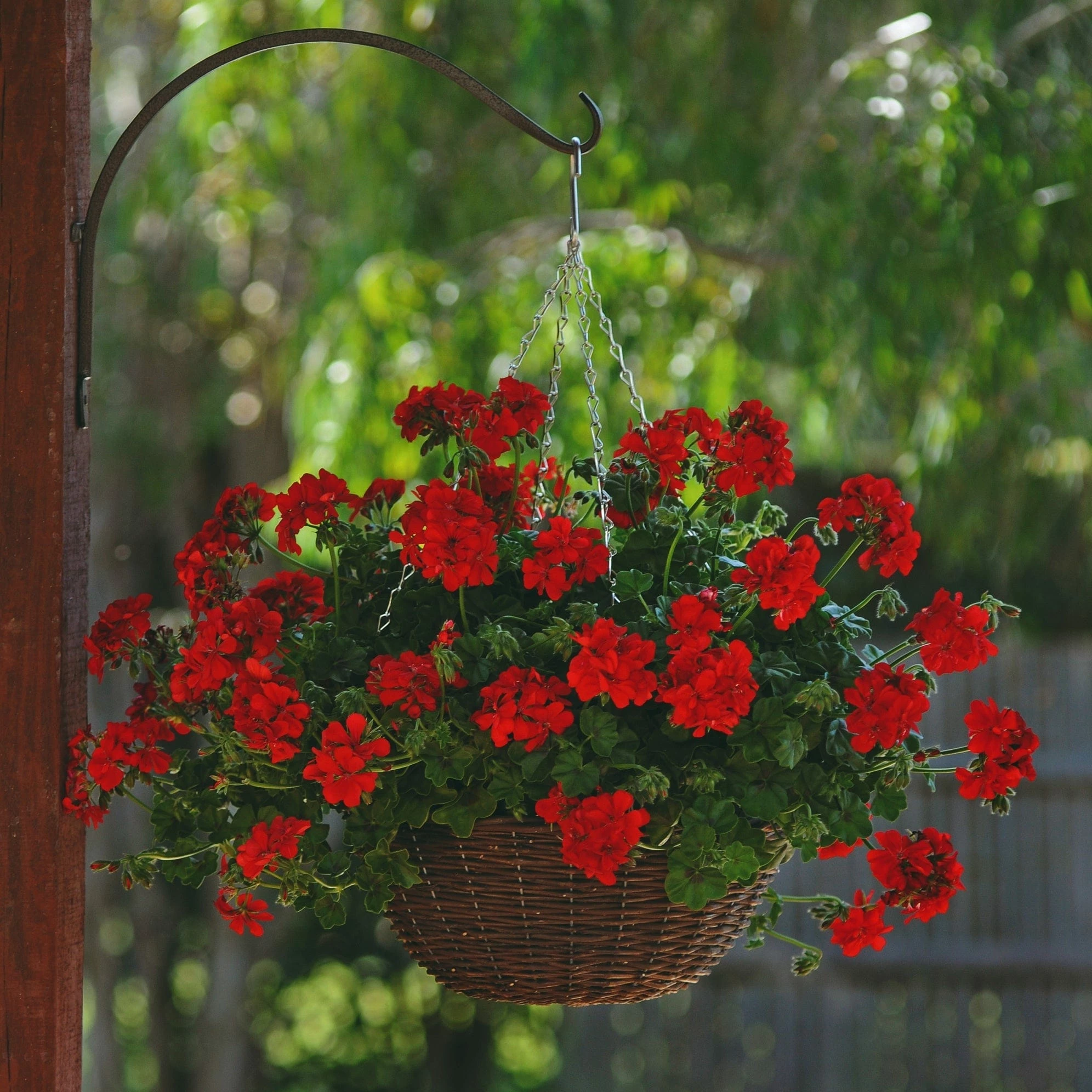 Roots Plants Geranium Sunflair Ruben 'Dark Red' Jumbo Plug Plants 3 Roots Plants Geranium Sunflair Ruben 'Dark Red' Jumbo Plug Plants