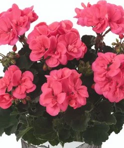 Roots Plants Geraniums & Pelargoniums Geranium Zonal Dolce Vita 'Hot Coral' Jumbo Plug Plants