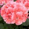 Roots Plants Geraniums & Pelargoniums Geranium Zonal Dolce Vita 'Hot Coral' Jumbo Plug Plants 1 Roots Plants Geraniums & Pelargoniums Geranium Zonal Dolce Vita 'Hot Coral' Jumbo Plug Plants