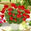 Roots Plants Geraniums & Pelargoniums Geranium Zonal Smart 'Senna Red' Jumbo Plug Plants 1 Roots Plants Geraniums & Pelargoniums Geranium Zonal Smart 'Senna Red' Jumbo Plug Plants