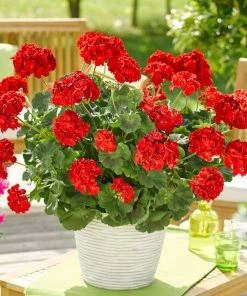 Roots Plants Geraniums & Pelargoniums Geranium Zonal Smart 'Senna Red' Jumbo Plug Plants