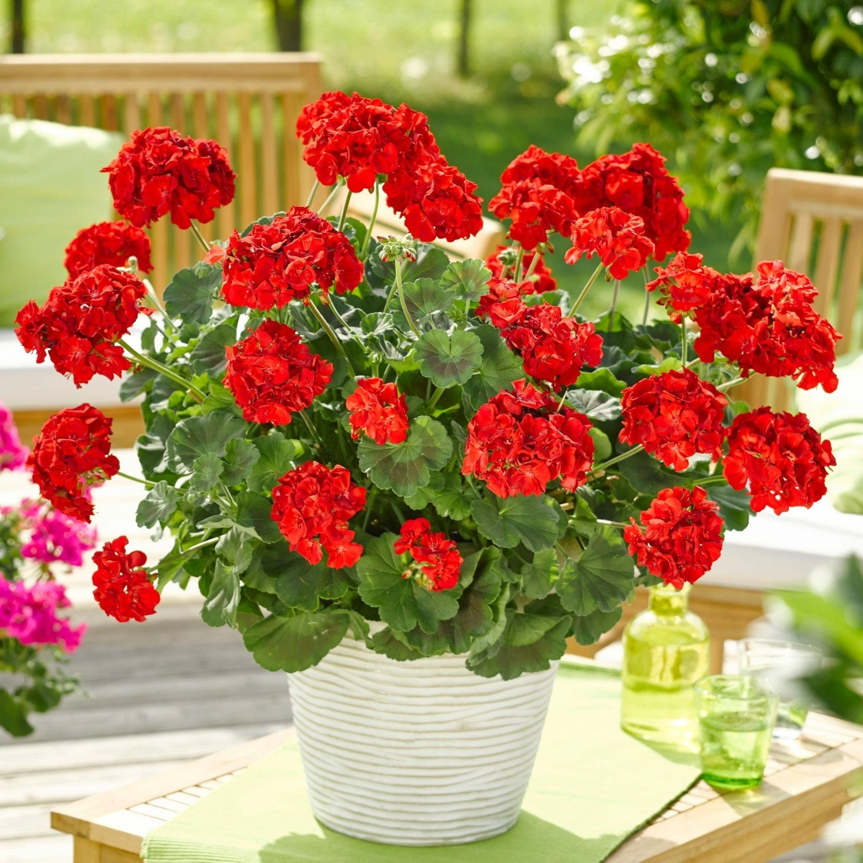 Roots Plants Geraniums & Pelargoniums Geranium Zonal Smart 'Senna Red' Jumbo Plug Plants 3 Roots Plants Geraniums & Pelargoniums Geranium Zonal Smart 'Senna Red' Jumbo Plug Plants