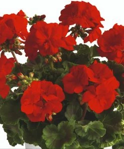 Roots Plants Geraniums & Pelargoniums Geranium Zonal Smart 'Senna Red' Jumbo Plug Plants 8 Roots Plants Geraniums & Pelargoniums Geranium Zonal Smart 'Senna Red' Jumbo Plug Plants