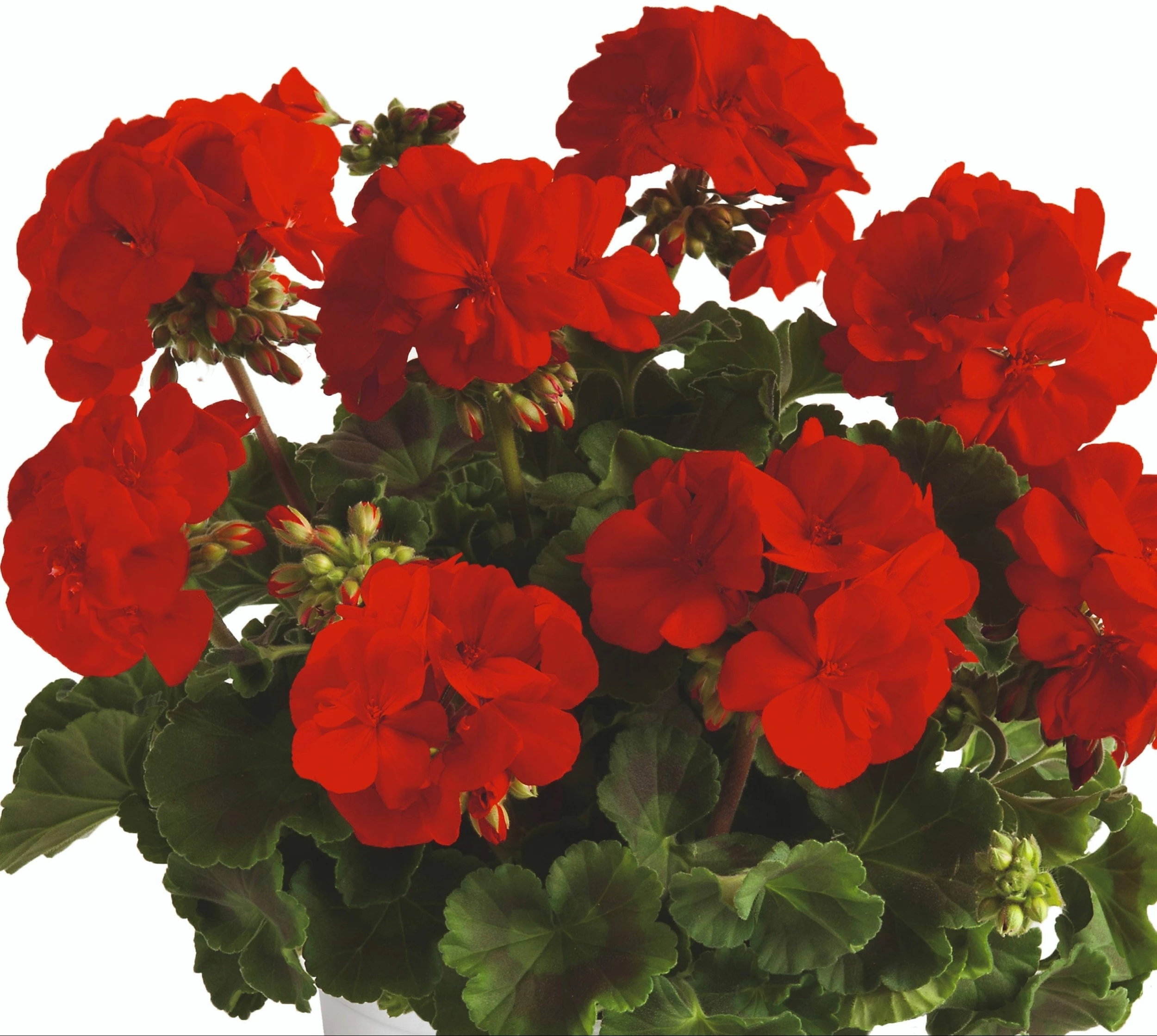 Roots Plants Geraniums & Pelargoniums Geranium Zonal Smart 'Senna Red' Jumbo Plug Plants 5 Roots Plants Geraniums & Pelargoniums Geranium Zonal Smart 'Senna Red' Jumbo Plug Plants