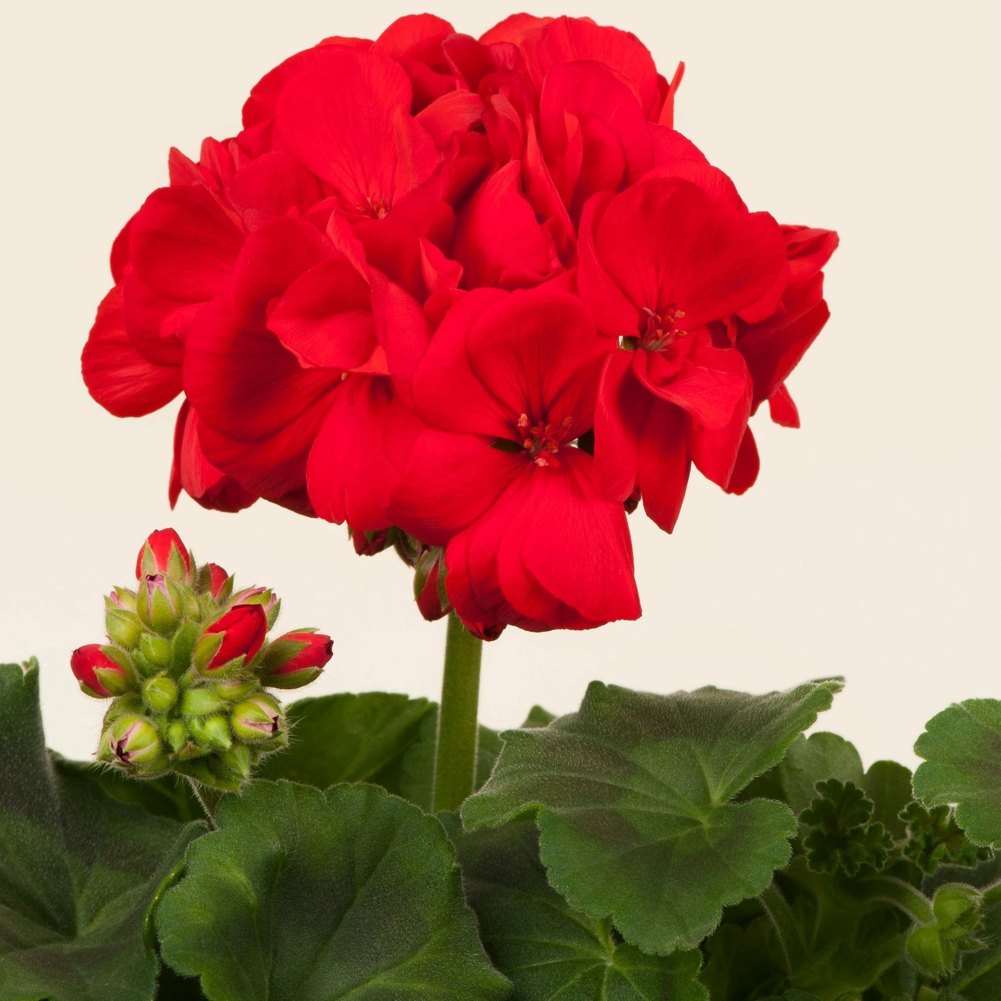 Roots Plants Geraniums & Pelargoniums Geranium Zonal Smart 'Senna Red' Jumbo Plug Plants 4 Roots Plants Geraniums & Pelargoniums Geranium Zonal Smart 'Senna Red' Jumbo Plug Plants