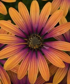 Roots Plants Osteospermum FlowerPower 'Purple Sun' Jumbo Plug Plants