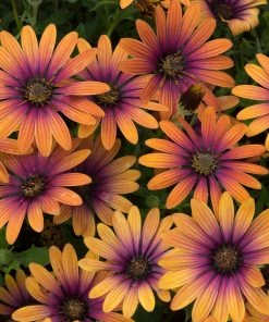 Roots Plants 12 Annuals For Pots | The Amethyst And Topaz Collection | Begonia, Osteospermum & Verbena 11 Roots Plants 12 Annuals For Pots | The Amethyst And Topaz Collection | Begonia, Osteospermum & Verbena