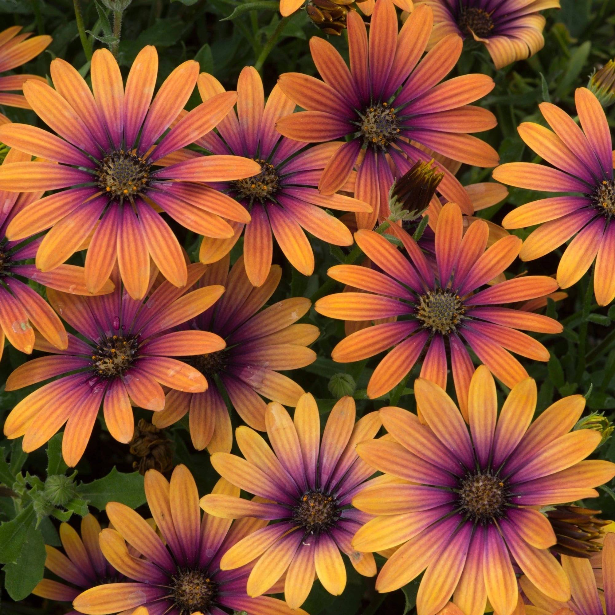 Roots Plants 12 Annuals For Pots | The Amethyst And Topaz Collection | Begonia, Osteospermum & Verbena 5 Roots Plants 12 Annuals For Pots | The Amethyst And Topaz Collection | Begonia, Osteospermum & Verbena