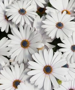 Roots Plants Osteospermum FlowerPower 'White' Jumbo Plug Plants