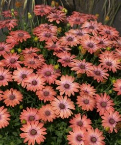 Roots Plants Osteospermum Serenity 'Coral Magic' Jumbo Plug Plants