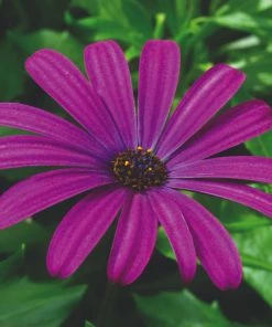 Roots Plants Osteospermum Serenity 'Dark Purple' Jumbo Plug Plants