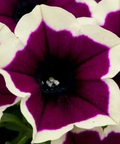 Roots Plants 12 Trailing Annuals | The Best Petunias For Hanging Baskets All Annual Bedding