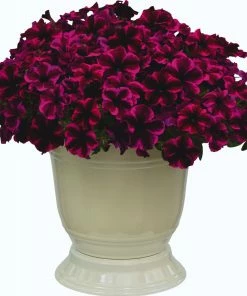 Roots Plants Petunias Petunia Go!tunia 'Cosmic Purple' Jumbo Plug Plants