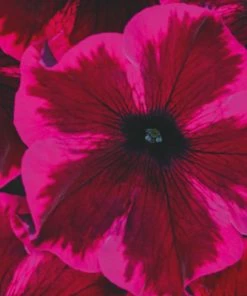 Roots Plants 12 Scented Annuals For Hanging Baskets | The Summer Breeze Collection | Nemesia & Petunias All Annual Bedding