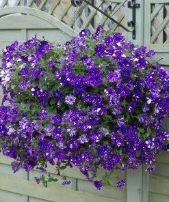 Roots Plants 12 Trailing Annuals | The Best Petunias For Hanging Baskets All Annual Bedding