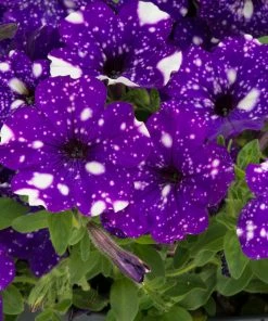 Roots Plants Petunias Petunia 'Night Sky' Jumbo Plug Plants