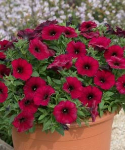Roots Plants Petunias Petunia Petchoa 'Bordeaux' Jumbo Plug Plants