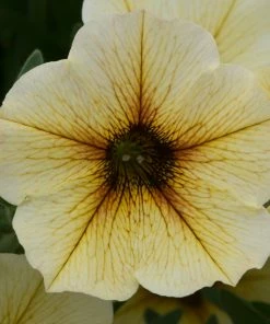 Roots Plants 12 Long Flowering Annuals For Pots | The Endless Summer Collection | Argyranthemum, Calibrachoa & Petunias All Annual Bedding 12 Roots Plants 12 Long Flowering Annuals For Pots | The Endless Summer Collection | Argyranthemum, Calibrachoa & Petunias All Annual Bedding