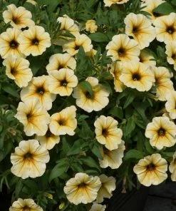 Roots Plants 12 Long Flowering Annuals For Pots | The Endless Summer Collection | Argyranthemum, Calibrachoa & Petunias All Annual Bedding 13 Roots Plants 12 Long Flowering Annuals For Pots | The Endless Summer Collection | Argyranthemum, Calibrachoa & Petunias All Annual Bedding