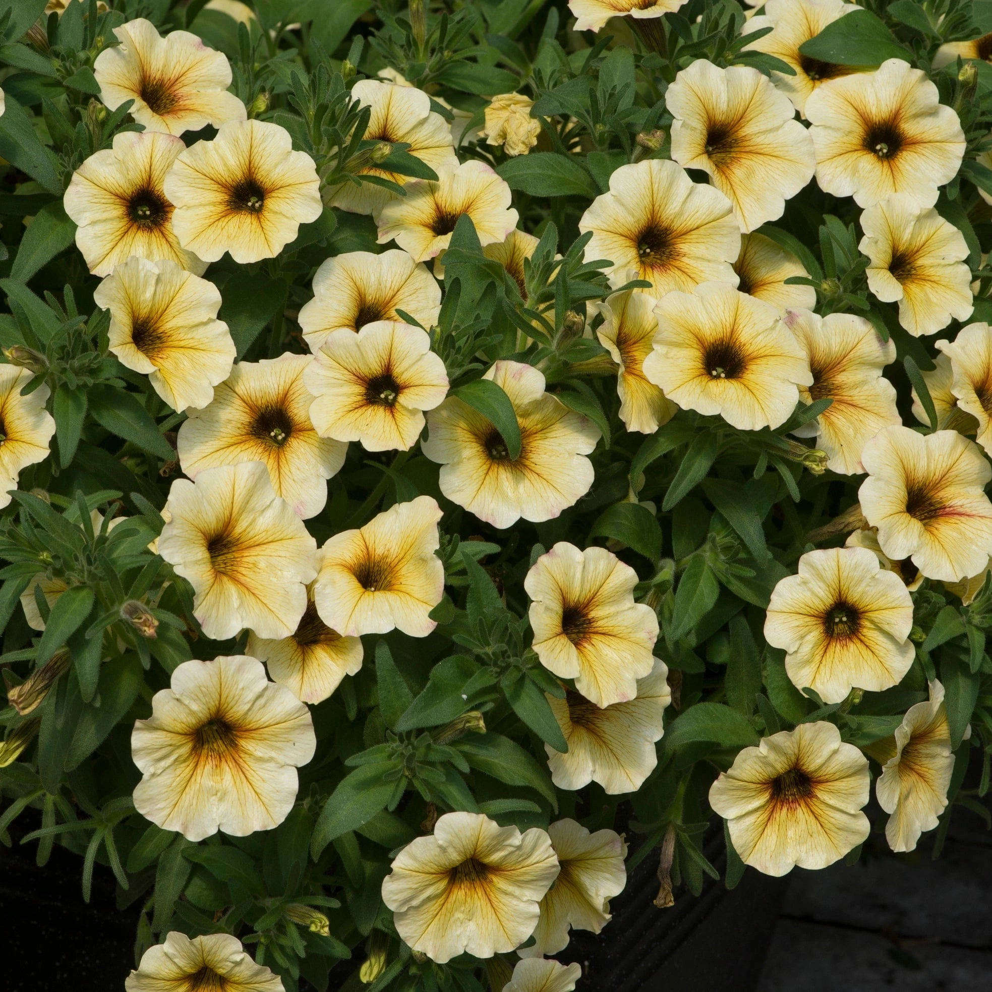 Roots Plants 12 Long Flowering Annuals For Pots | The Endless Summer Collection | Argyranthemum, Calibrachoa & Petunias All Annual Bedding 7 Roots Plants 12 Long Flowering Annuals For Pots | The Endless Summer Collection | Argyranthemum, Calibrachoa & Petunias All Annual Bedding