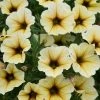 Roots Plants Petunia Petchoa 'French Vanilla' Jumbo Plug Plants Petunias