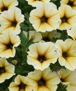 Roots Plants Petunia Petchoa 'French Vanilla' Jumbo Plug Plants Petunias