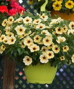 Roots Plants Petunia Petchoa 'French Vanilla' Jumbo Plug Plants Petunias