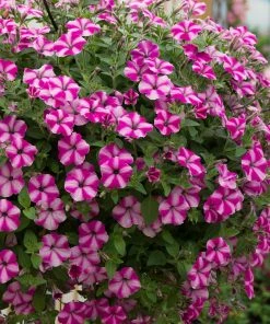 Roots Plants Petunia 'Raspberry Star' Jumbo Plug Plants