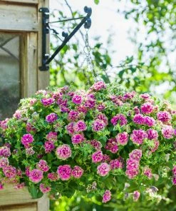 Roots Plants 12 Trailing Annuals | The Best Petunias For Hanging Baskets All Annual Bedding