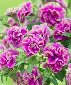 Roots Plants Petunia Tumbelina 'Darcey Rosa' Jumbo Plug Plants Petunias