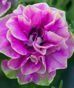 Roots Plants Petunia Tumbelina 'Darcey Rosa' Jumbo Plug Plants Petunias