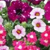 Roots Plants Petunias Cherry Kiss Improved' Jumbo Trixi Plug Plants