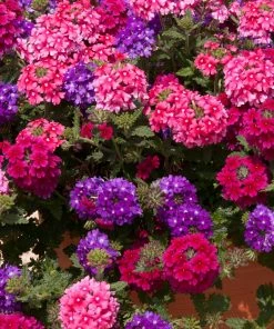 Roots Plants Wild Berries' Jumbo Trixi Plug Plants Petunias