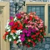 Roots Plants Busy Lizzie Instant Designer Hanging Basket | Impatiens 'Beacon'