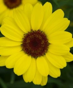Roots Plants All Annual Bedding Argyranthemum Grandaisy Bright Yellow