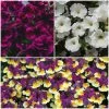 Roots Plants 12 Scented Annuals For Hanging Baskets | The Summer Breeze Collection | Nemesia & Petunias All Annual Bedding 2 Roots Plants 12 Scented Annuals For Hanging Baskets | The Summer Breeze Collection | Nemesia & Petunias All Annual Bedding