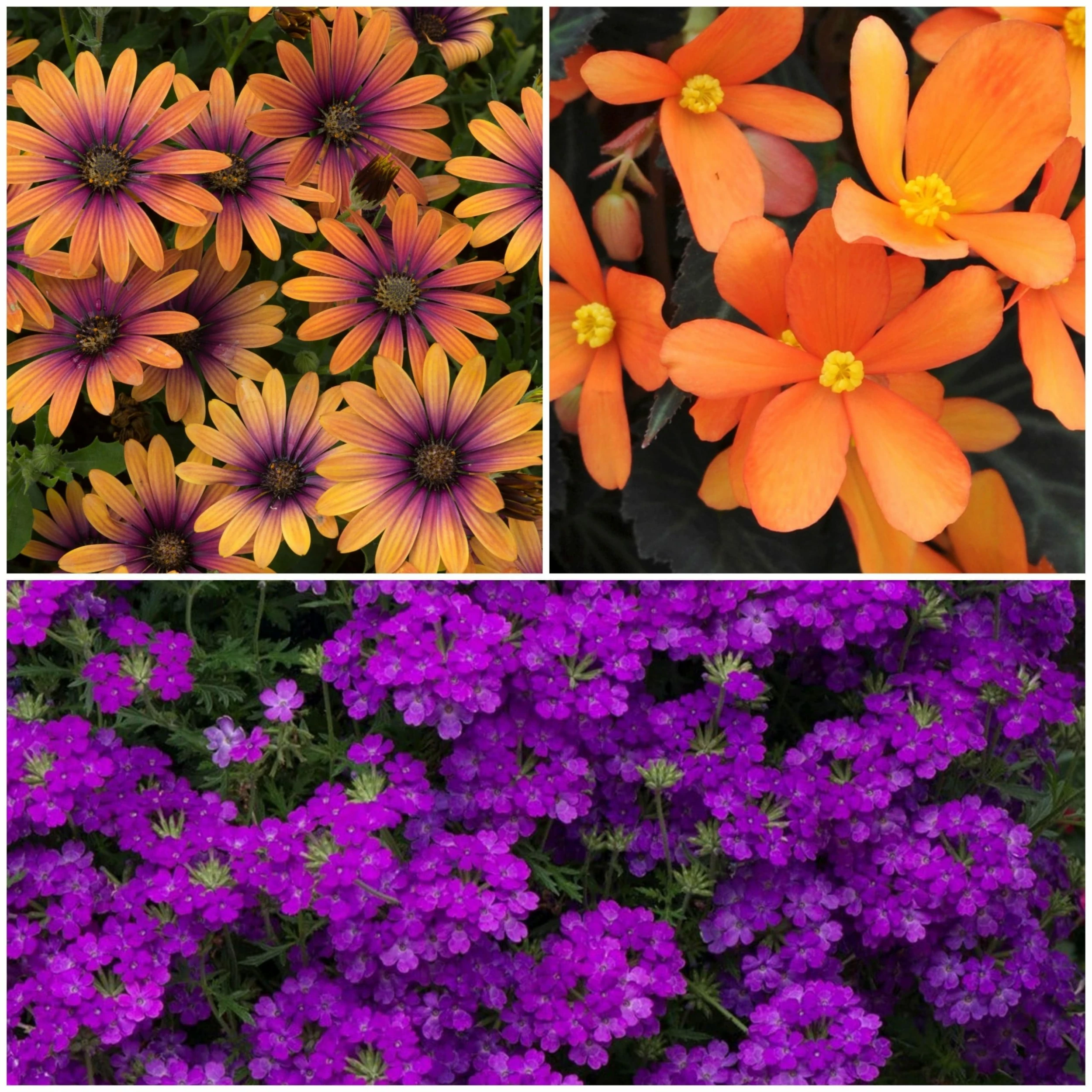 Roots Plants 12 Annuals For Pots | The Amethyst And Topaz Collection | Begonia, Osteospermum & Verbena 3 Roots Plants 12 Annuals For Pots | The Amethyst And Topaz Collection | Begonia, Osteospermum & Verbena