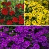Roots Plants Verbenas 12 Annuals For Hanging Baskets | The Ruby And Sapphire Collection | Geranium, Petunia & Verbena